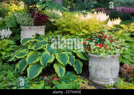 Grenze zu Hostas „Wide Crem“, „Guacamole“, „Alligatorschuhe“, „Striptease“, „Satisfaction“, Astilbe arendsii „Weisse Gloria“ und rote Begonia „Dragon Stockfoto