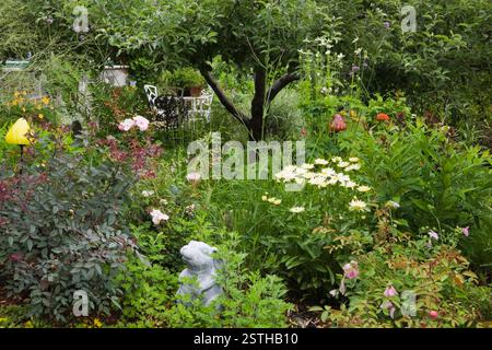 Englische Grenze mit Rosa - Rosenbusch, gelbes Leucanthemum vulgare - Oxeye Daisy Blumen und Malus - Apfelbaum im Vorhof Landgut Garten in Stockfoto