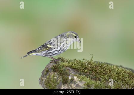 Siskin (Carduelis spinus), Weibchen auf einem moosbedeckten Stein, Wilnsdorf, Nordrhein-Westfalen, Deutschland, Europa Stockfoto