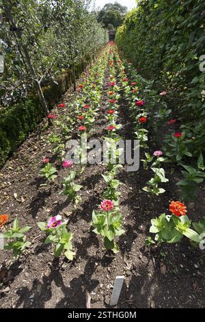 Zinnien in einem Blumenbeet, Lost Gardens of Heligan, Cornwall, England, Großbritannien Stockfoto