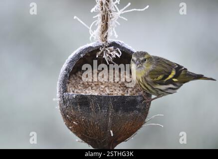Siskin (Spinus spinus) isst Sonnenblumenkerne aus einer Kokosnuss Stockfoto