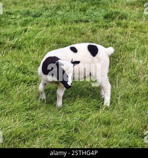 Jakob-Schafe, Jungtiere, Schafe, Lämmer auf einer grünen Wiese, Lost Gardens of Heligan, Cornwall, England, Großbritannien Stockfoto