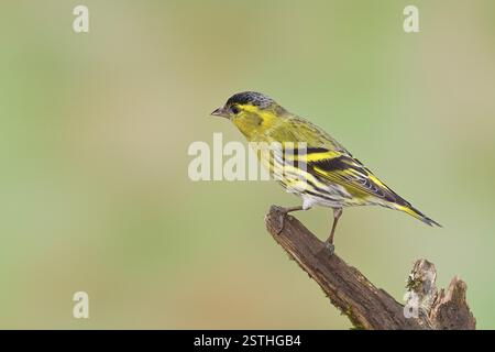 Siskin (Carduelis spinus), männlich sitzend auf einem mit Moos bewachsenen Zweig, Wilnsdorf, Nordrhein-Westfalen, Deutschland, Europa Stockfoto