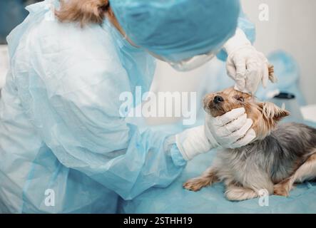 Ein kleiner Hund, der von einem Tierarzt mit blauen Peelings und Handschuhen untersucht wird Stockfoto