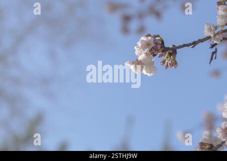 Nahaufnahme eines Kirschblütenzweigs mit blauem Himmel im Hintergrund Stockfoto