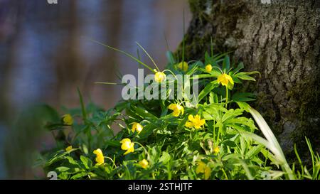 Am Fuße eines moosigen Baumes blüht eine Anemonenblume, die von Sonnenlicht in einer natürlichen Waldlandschaft beleuchtet wird. Stockfoto