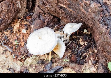 Wilde jamaikanische Pilze, die aus toter Mangobaumwurzel wachsen Stockfoto