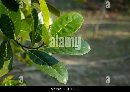 Jack-Fruchtblätter werden als Verpackung zum Dämpfen verwendet. Sie sind gummiartig und dick und in eine Blattblattblattblattleine und eine Blattblattleine unterteilt Stockfoto