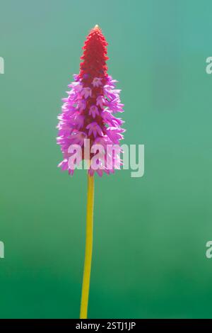 Primula Vialii Flower Spike (Red Hot Poker Primrose) Stockfoto