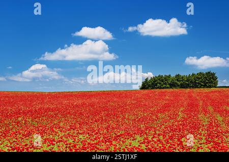 Helle Landschaft mit Mohnfeld und blauem Himmel Stockfoto