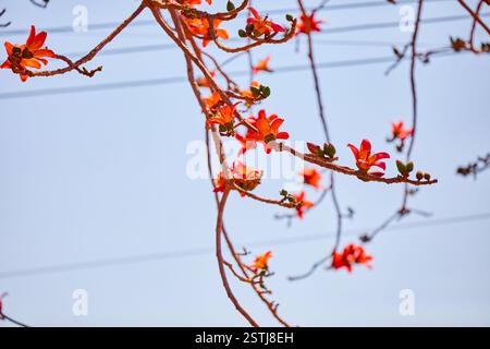 Nahaufnahme der orangen Baumbaumblüte, die auf einem Ast blüht Stockfoto