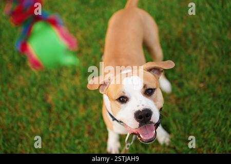 Glücklicher brauner und weißer Collie-Hund mit ausgezogener Zunge steht auf grünem Gras mit verschwommenem Hintergrund. Die amerikanische Bulldogge beobachtet den Ball. Stockfoto