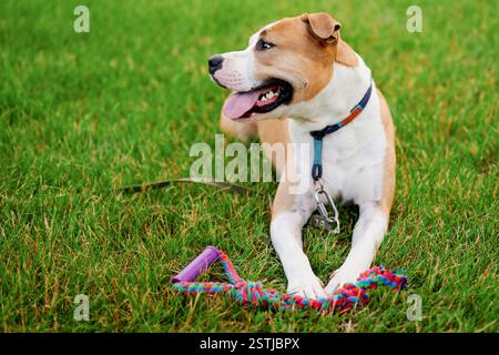 American Bulldog liegt auf üppigem grünem Gras, trägt einen blauen Kragen und spielt mit einem bunten Seilspielzeug. Die lebhafte Atmosphäre und die verspielte Stimmung machen es möglich Stockfoto