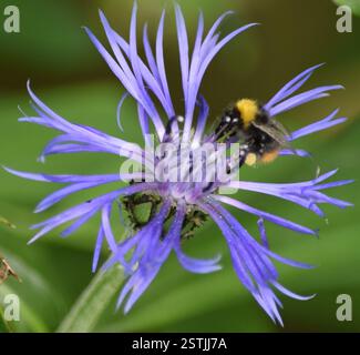 Hummel bestäubt lila Blume Stockfoto