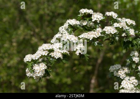Weißdorn (Rosa moschata) Stockfoto