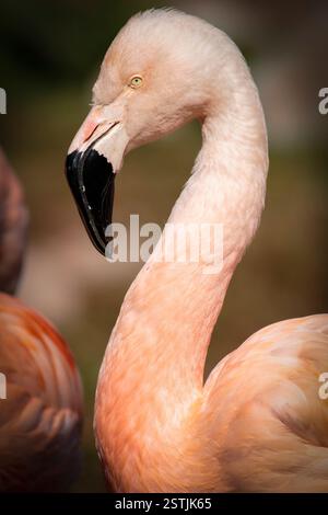 Karibischer Flamingo ( Phoenicopterus ruber ruber ) Stockfoto