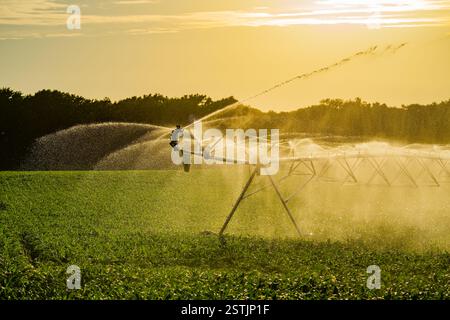 Bewässerungssystem bei der Funktionsbewässerung landwirtschaftlicher Pflanzen. Sprinklerbewässerung zur Bewässerung des Sommerfeldes. Bewässerungssystem, Sprinkler auf dem Feld Stockfoto