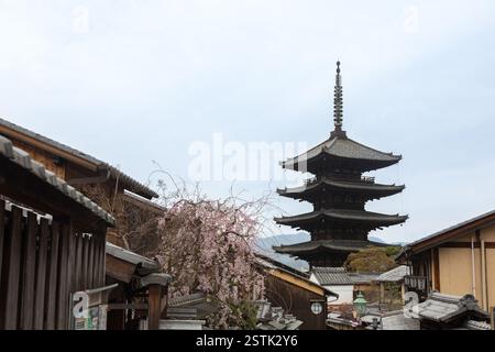 Kyoto, Japan, 3-3-2024: Yasaka-Pagode, Gion Geisha-Bezirk, während Hanami, mit belebten Straßen mit Touristen. Leuchtende Kirschblüten Stockfoto