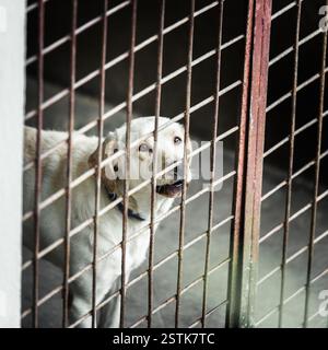 Der Hund ist in einem Käfig eingesperrt Stockfoto