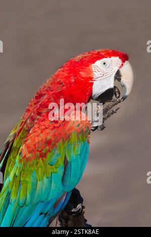 Hellroten Aras Stockfoto
