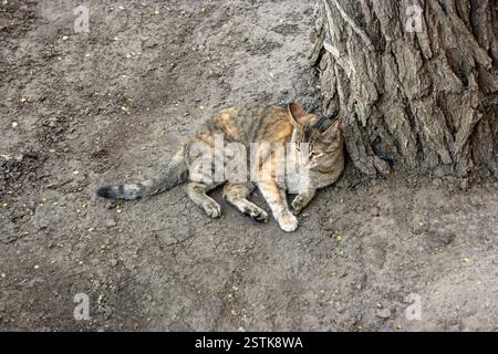 Katze in Ruhe auf dem Boden Stockfoto