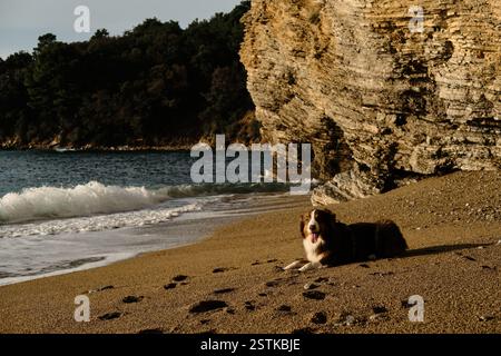 Glücklicher Hund, der an einem sonnigen, warmen Tag am Sandstrand der Adria liegt. Budva Stadt im Land Montenegro. Ein brauner australischer Schäferhund hat Spaß Stockfoto