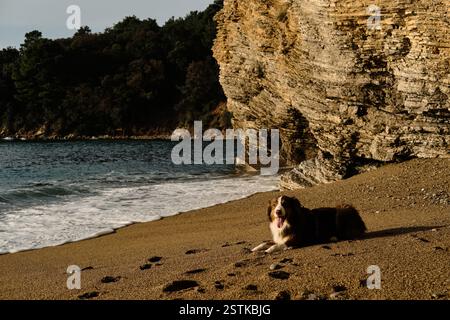 Glücklicher Hund, der an einem sonnigen, warmen Tag am Sandstrand der Adria liegt. Budva Stadt im Land Montenegro. Ein brauner australischer Schäferhund hat Spaß Stockfoto
