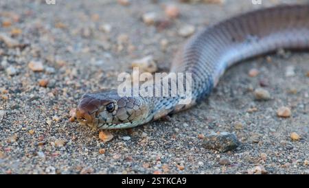 Mosambik-Speikobra / Mosambik Spuckkobra / Naja mossambica Stockfoto