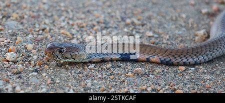 Mosambik-Speikobra / Mosambik Spuckkobra / Naja mossambica Stockfoto