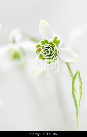 Schöne englische Schneeglöckchen, auch bekannt als Galanthus nivalis Stockfoto