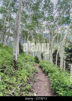 Fußweg und Aspenbäume mit frischen grünen Blättern im Wald Stockfoto