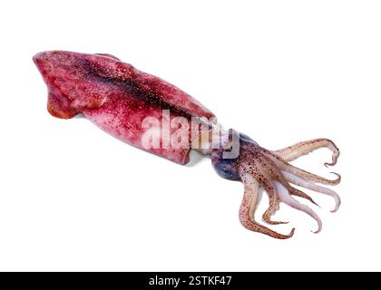 Ganz einzelner frischer roher Kalmare isoliert auf weißem Hintergrund, Nahaufnahme Stockfoto