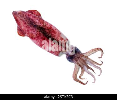 Ganze einzelne frische, rohe Babykalmar isoliert auf weißem Hintergrund Stockfoto