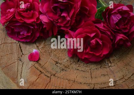 Nahaufnahme von tiefroten Rosen, die auf der strukturierten Oberfläche eines Baumstumpfes angeordnet sind, wodurch eine natürliche und rustikale Szene entsteht. Stockfoto