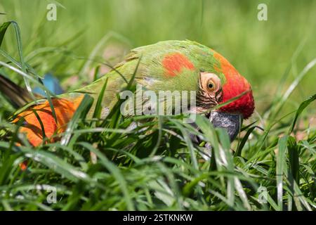 Rotfrontara Stockfoto