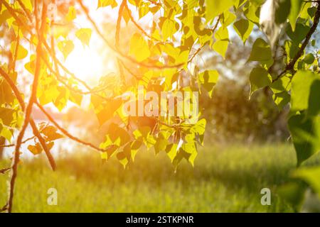 Birke im Frühjahr die jungen Blätter in der Sonne strahlen gegen sommer wiese Stockfoto