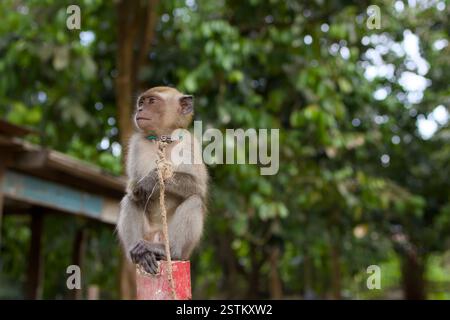 Ein neugieriger Affe sitzt auf einem roten Pfosten an der Kuhbühne und hält ein ausgefranstes Seil, umgeben von üppigen grünen Wäldern, was eine charmante und ruhige Tierwelt schafft Stockfoto