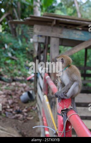 Ein junger Affe mit einem Seil um den Hals sitzt auf einem roten Zaun in einer ländlichen Gegend, mit Grün und einer Holzstruktur im Hintergrund. Stockfoto