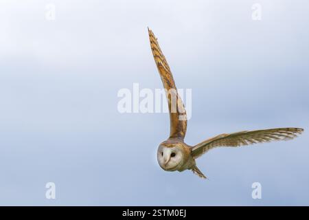 Schleiereule Stockfoto