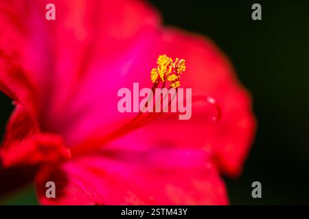 Makro mit vier Uhrenblumen Stockfoto