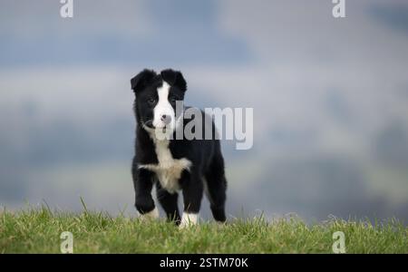 Border Collie Schäferhund-Hündchen, die auf dem Feld trainieren. North Yorkshire, Großbritannien. Stockfoto