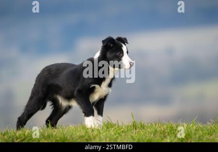Border Collie Schäferhund-Hündchen, die auf dem Feld trainieren. North Yorkshire, Großbritannien. Stockfoto