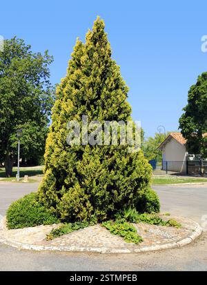 Thuja Schneiden in Form Stockfotografie - Alamy