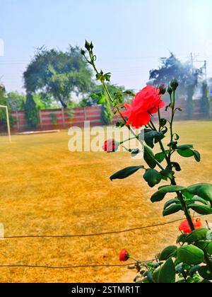 Weiße, schöne Rosen im Garten Stockfoto