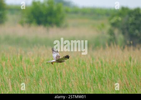 Eine westliche Sumpfweide, die an einem bewölkten Tag im Frühling tief fliegt, Österreich Illmitz Österreich Stockfoto