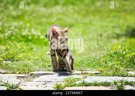 Mutter Katze, die mit ihrem Kätzchen läuft Stockfoto