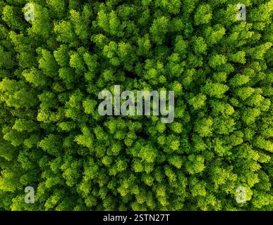 Luftaufnahme von oben nach unten der Mangrovenwald Hintergrundstruktur Stockfoto