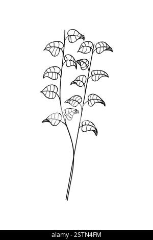 Pflanzliches botanisches Handzeichnungs-Line Art Vintage-Element. Vektorabbildung. Stock Vektor