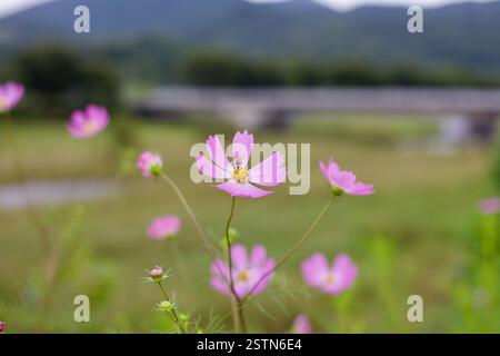 Goesan County, Südkorea - 9. September 2020: Eine Biene sammelt Nektar einer rosa Kosmos-Blume nahe dem Ssang Stream in Chilseong Town, mit einem verschwommenen br Stockfoto