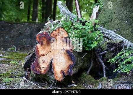 Interessante Formen und Farben in einem Abschnitt durch den Stamm einer gefallenen Silberbirken-Betula-Pendel, die vom Blitz getroffen wurde. Neues Wachstum Stockfoto